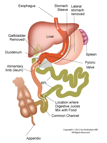 ds anatomy